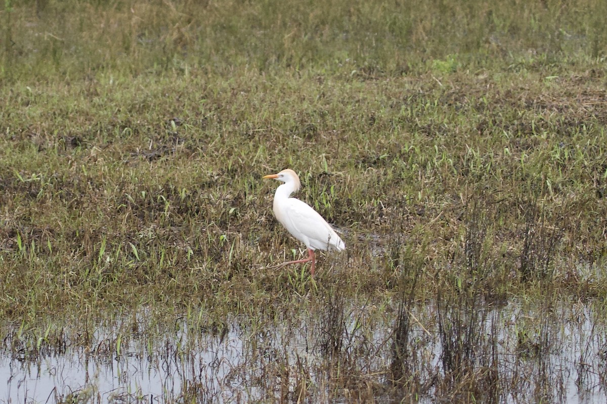 Western Cattle Egret - ML155825191