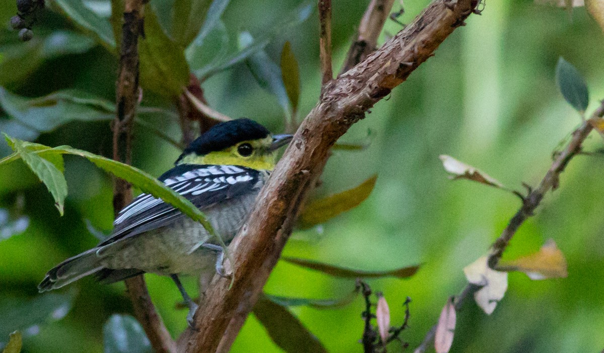 Barred Becard - ML155825321