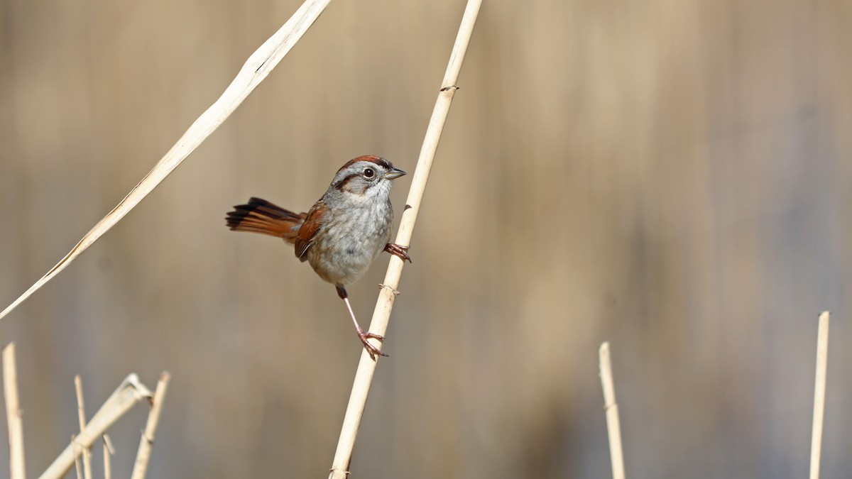 Swamp Sparrow - ML155826071