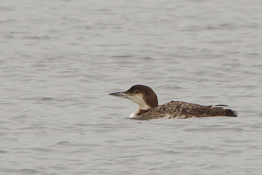 Common Loon - ML155827541