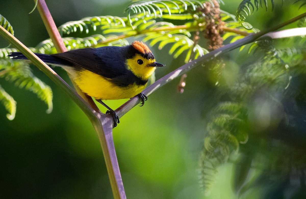 Collared Redstart - ML155827621