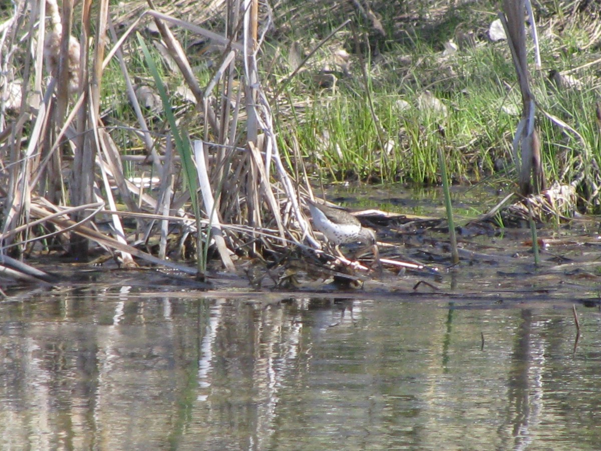 Spotted Sandpiper - ML155827881