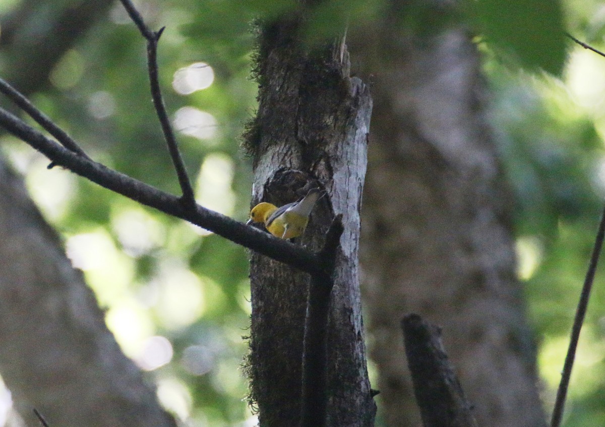 Prothonotary Warbler - ML155828511