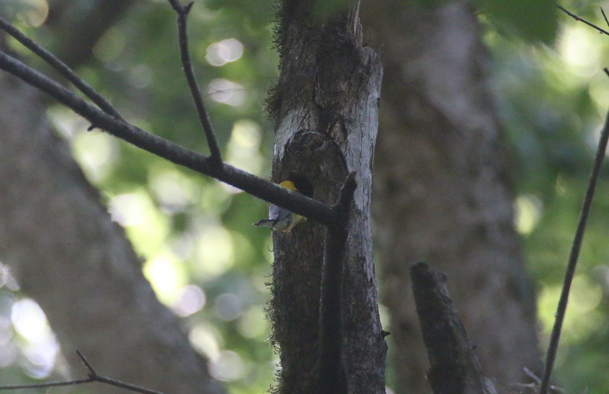 Prothonotary Warbler - ML155828601