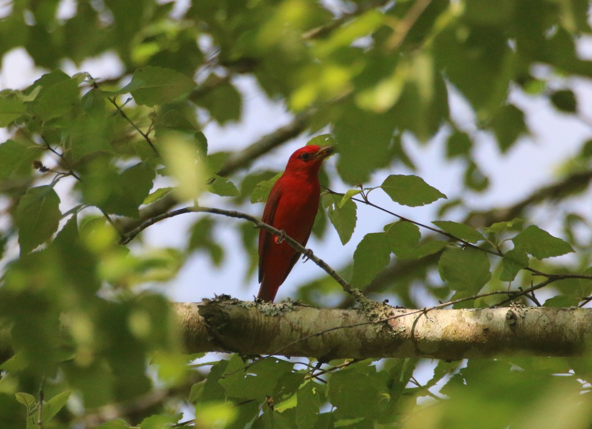 Summer Tanager - Anne Jacobs