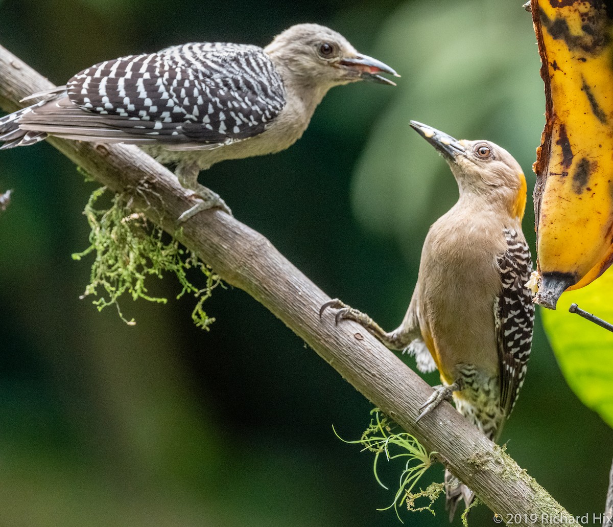 Hoffmann's Woodpecker - ML155828861