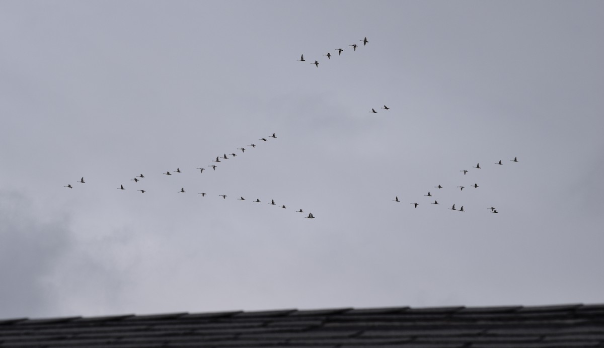 Tundra Swan - ML155829061