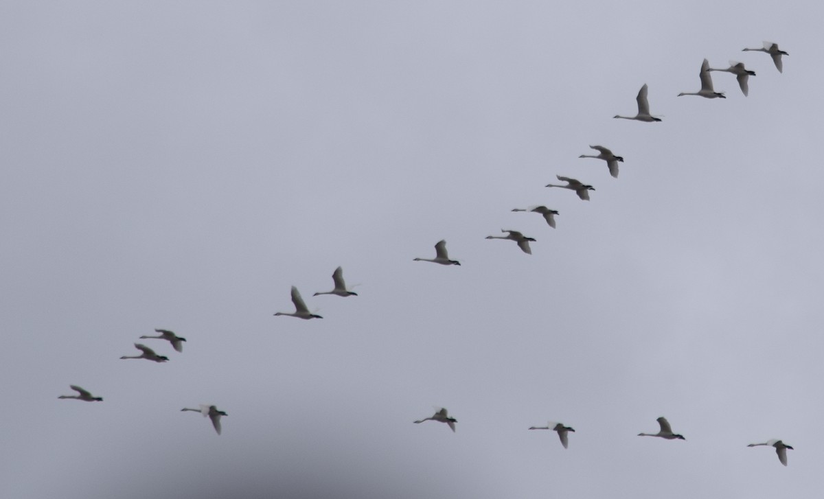 Tundra Swan - ML155829071