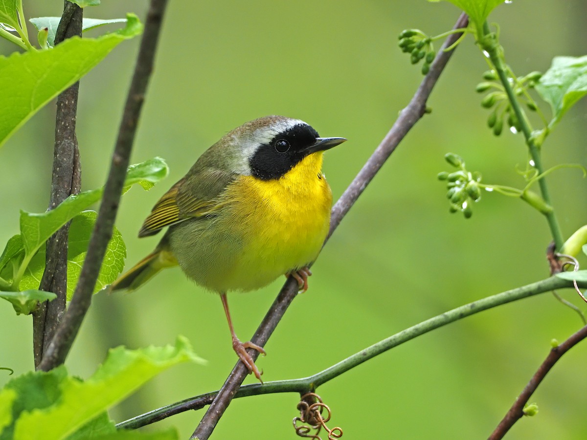 Common Yellowthroat - Gary Mueller