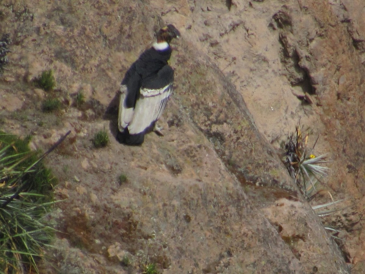 Andean Condor - ML155833711