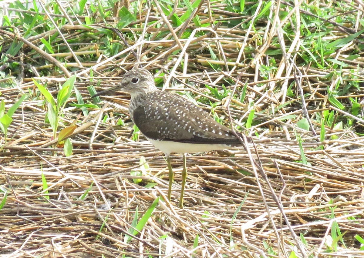 Solitary Sandpiper - Teresa Thome