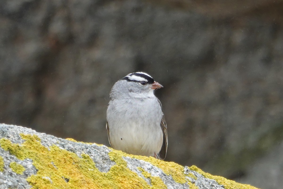 White-crowned Sparrow (Dark-lored) - ML155835111