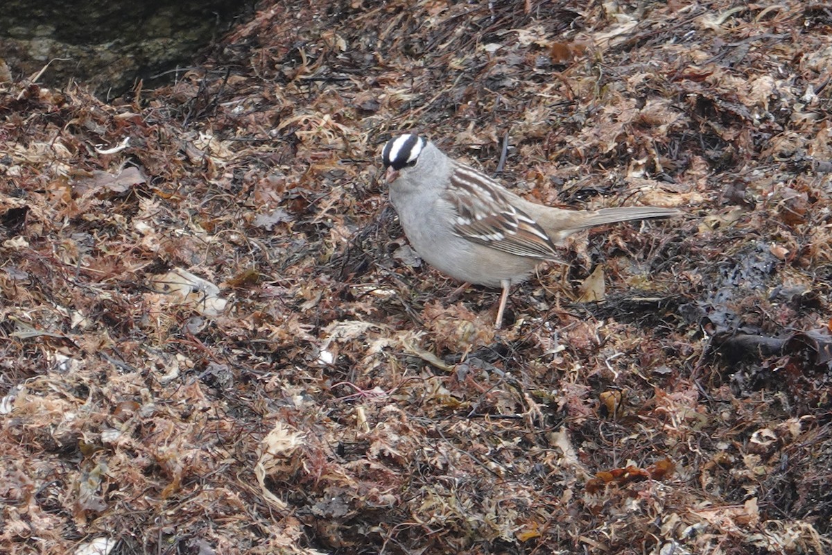 White-crowned Sparrow (Dark-lored) - ML155835281