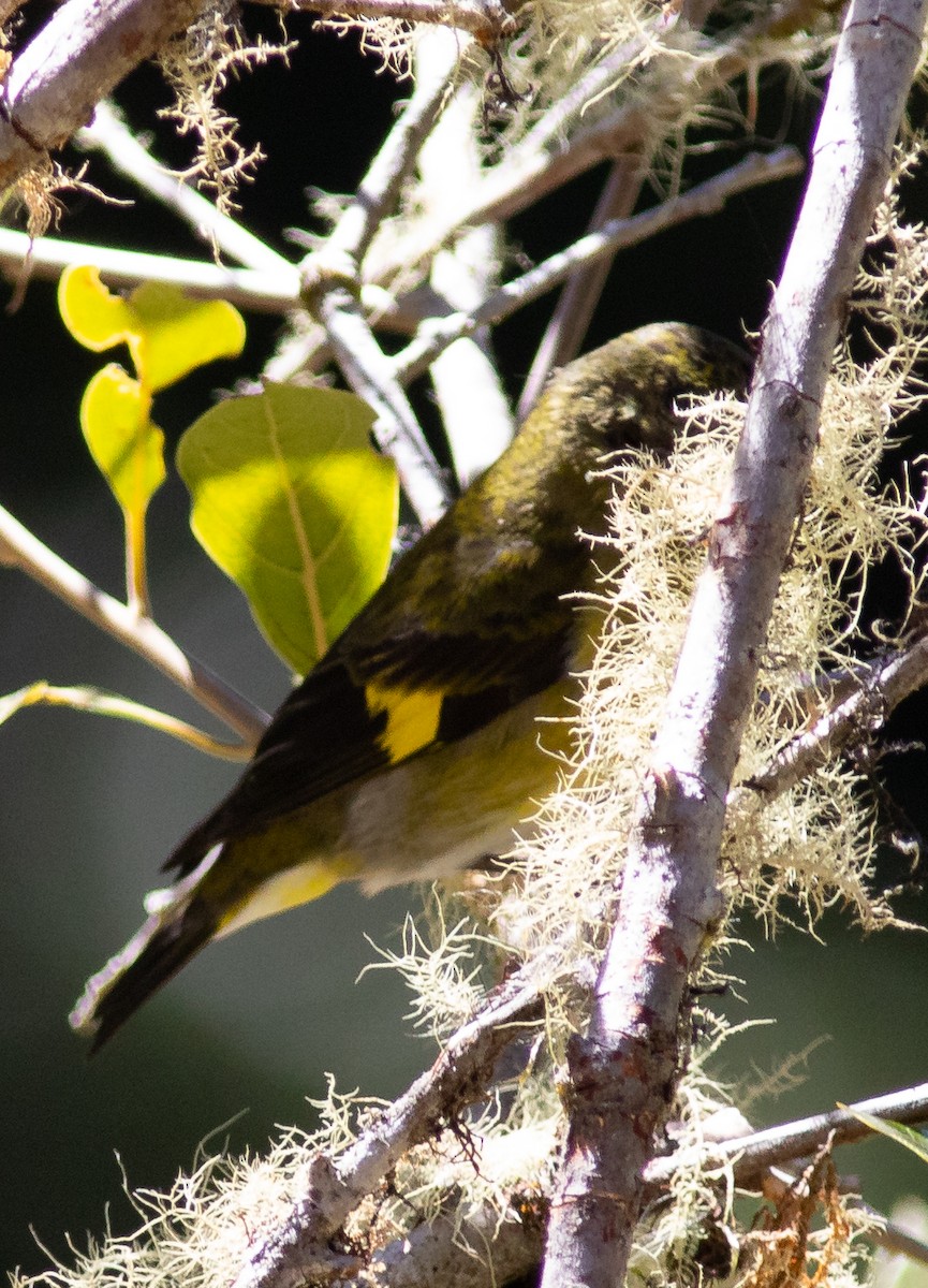Yellow-bellied Siskin - ML155835401