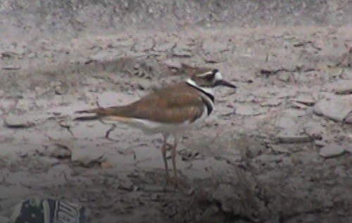 Killdeer - ML155835411