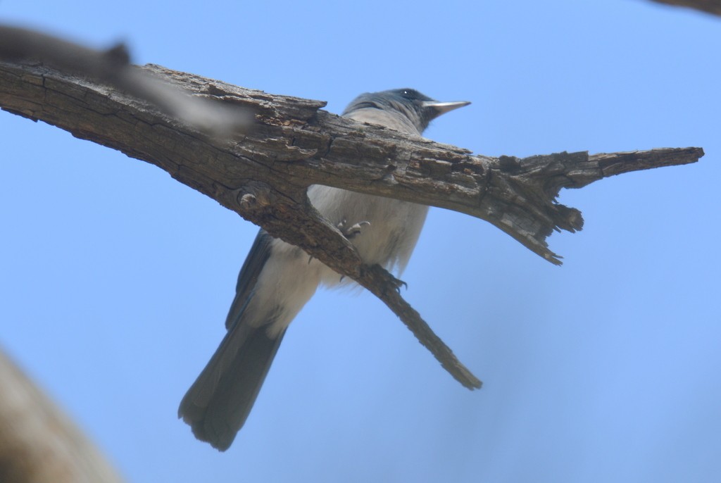 Mexican Jay - ML155836641