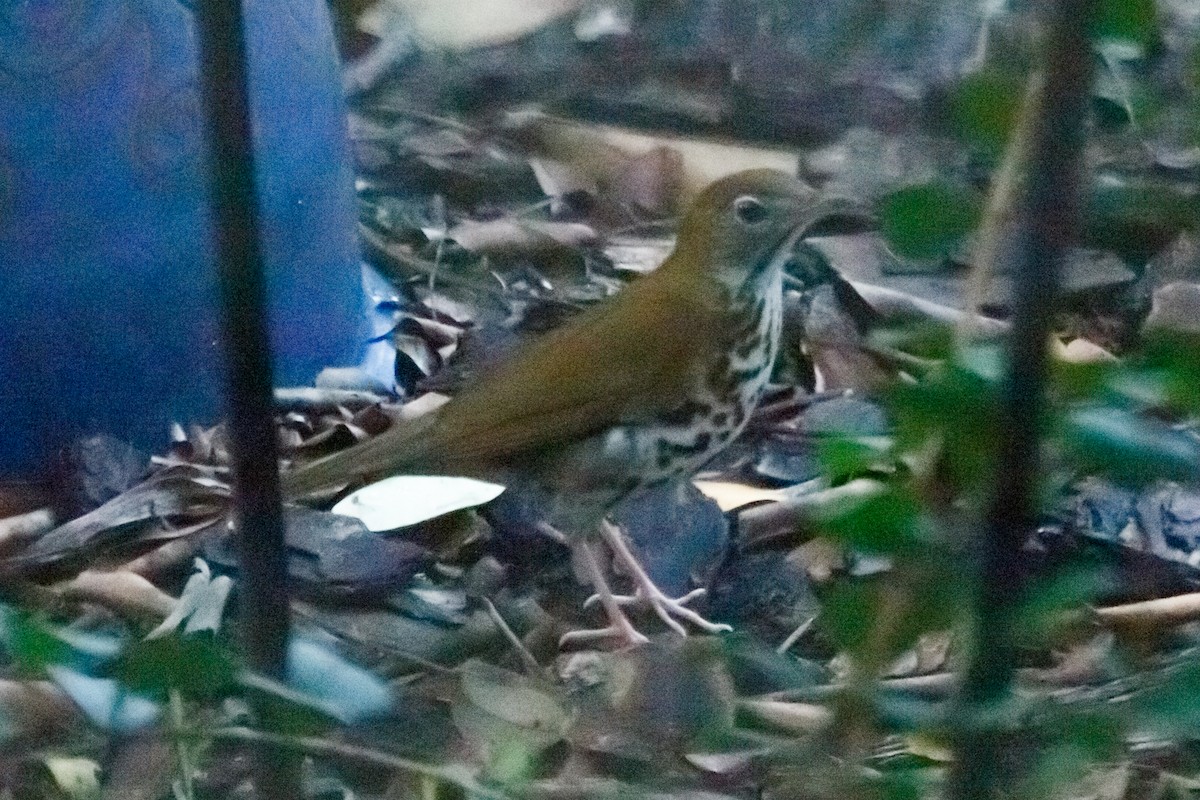 Wood Thrush - ML155837591