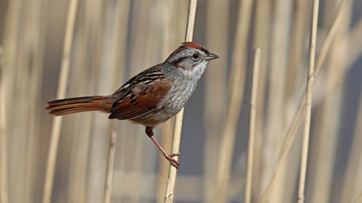 Swamp Sparrow - ML155837841