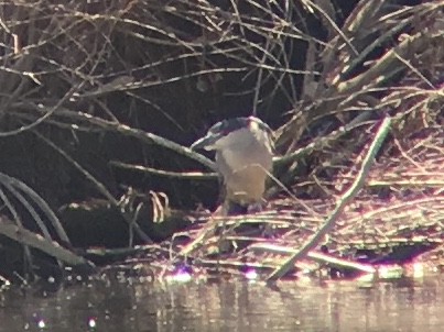 Black-crowned Night Heron - Eric  Culbertson