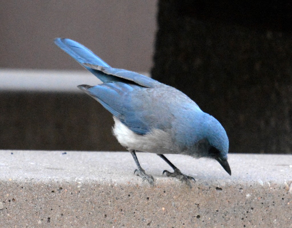 Mexican Jay - ML155838301