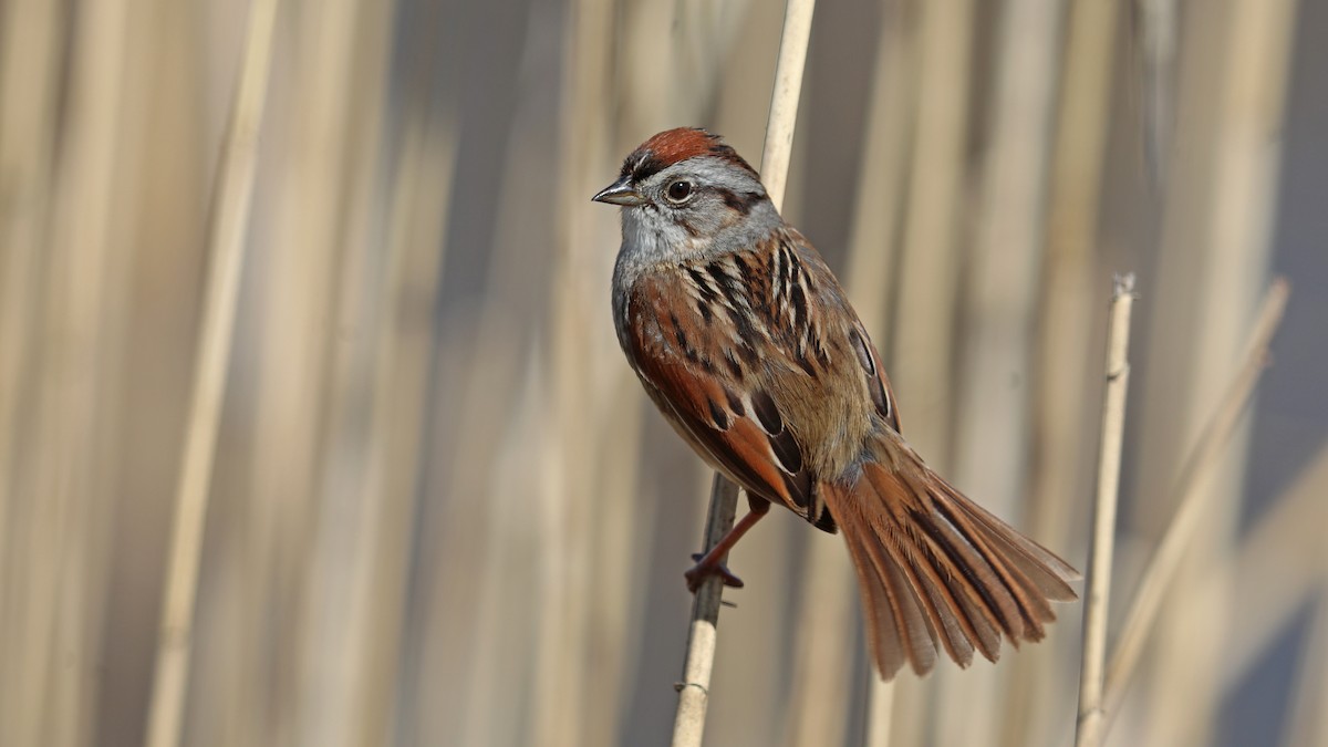 Swamp Sparrow - ML155838391