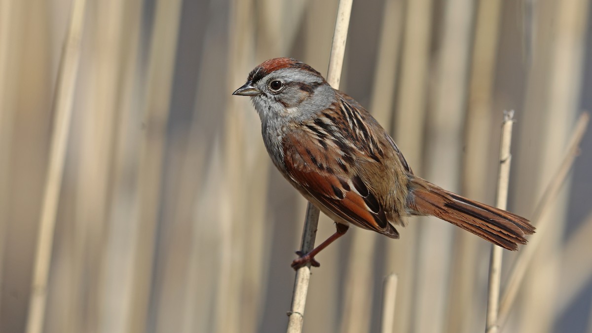 Swamp Sparrow - ML155838911