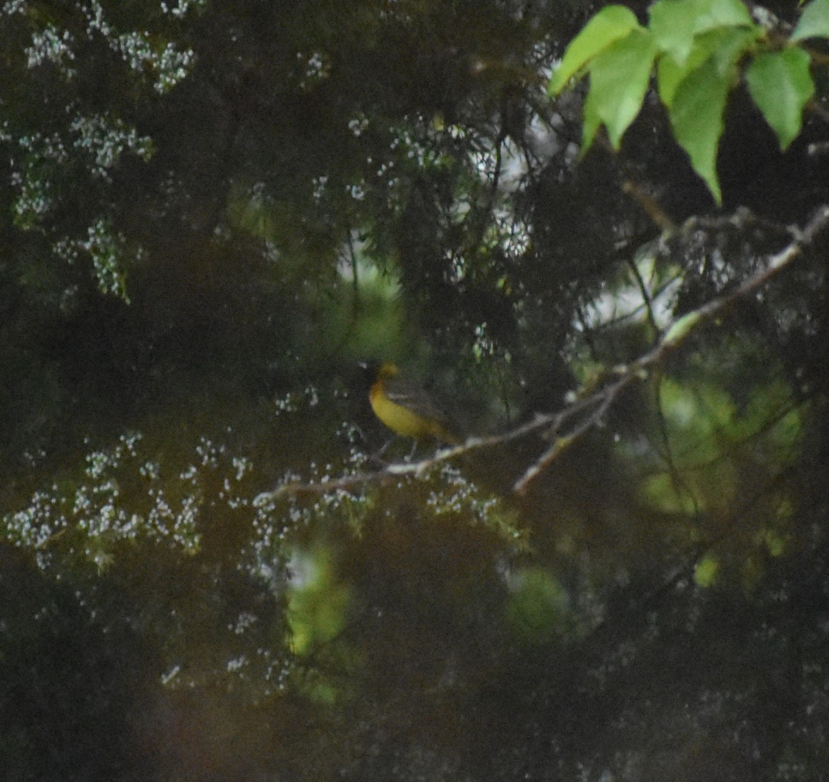 Orchard Oriole - ML155839601