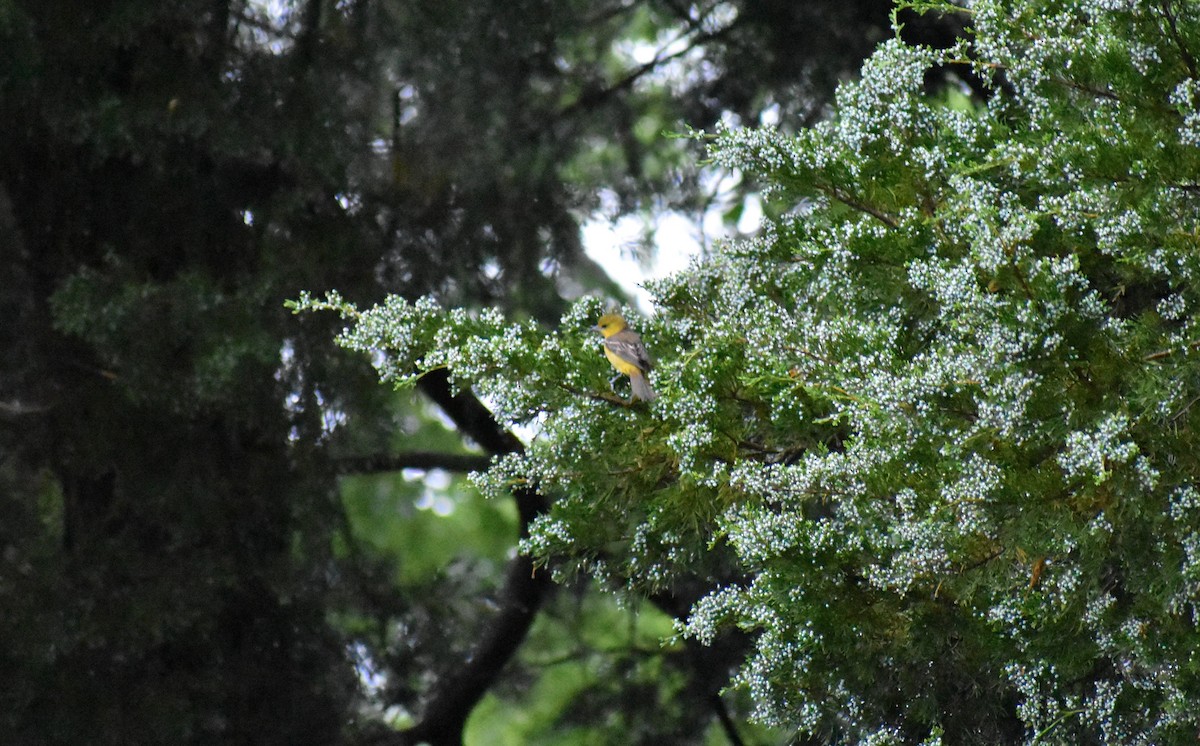 Orchard Oriole - ML155839621