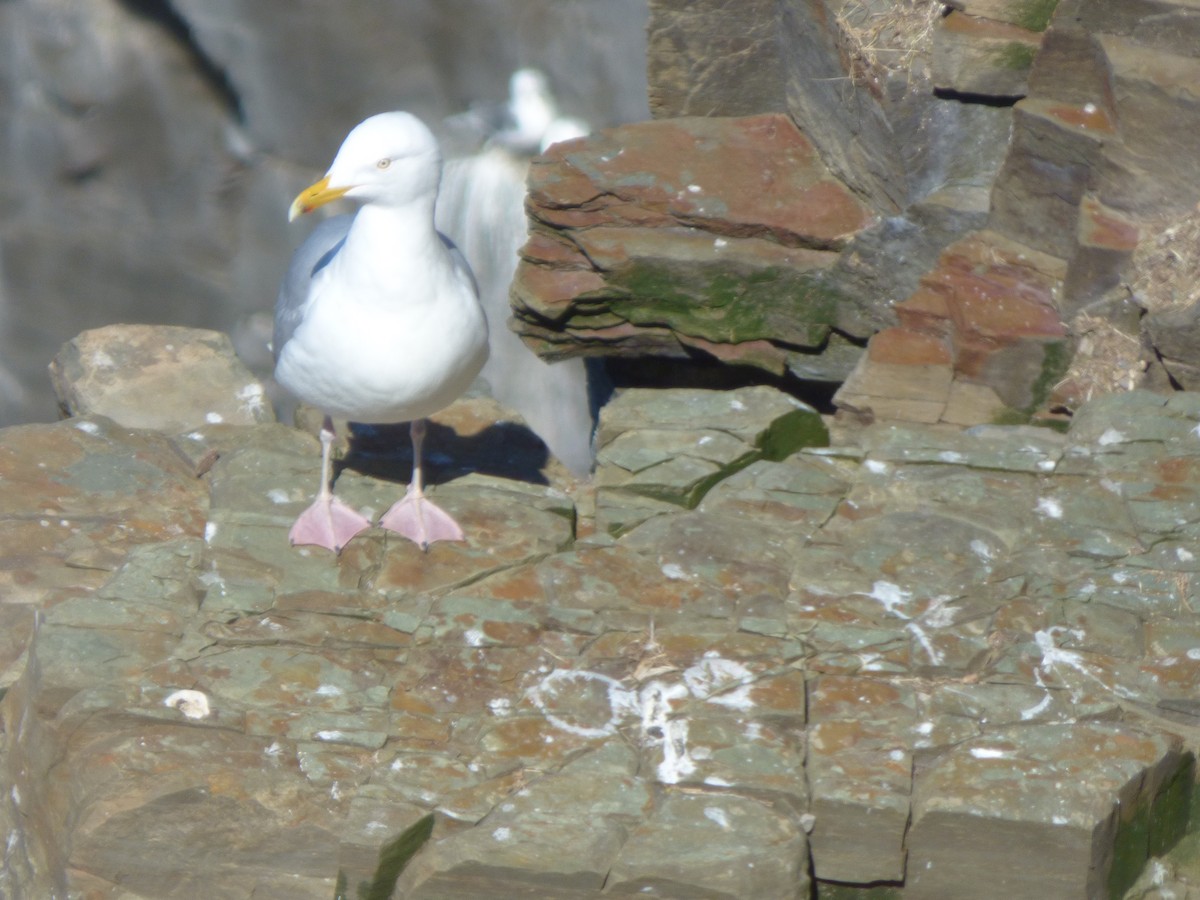 Gaviota Argéntea - ML155840001