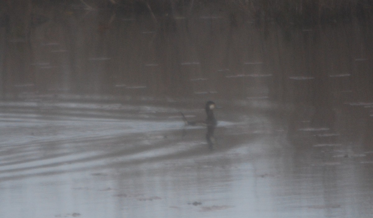 Ruddy Duck - ML155842071