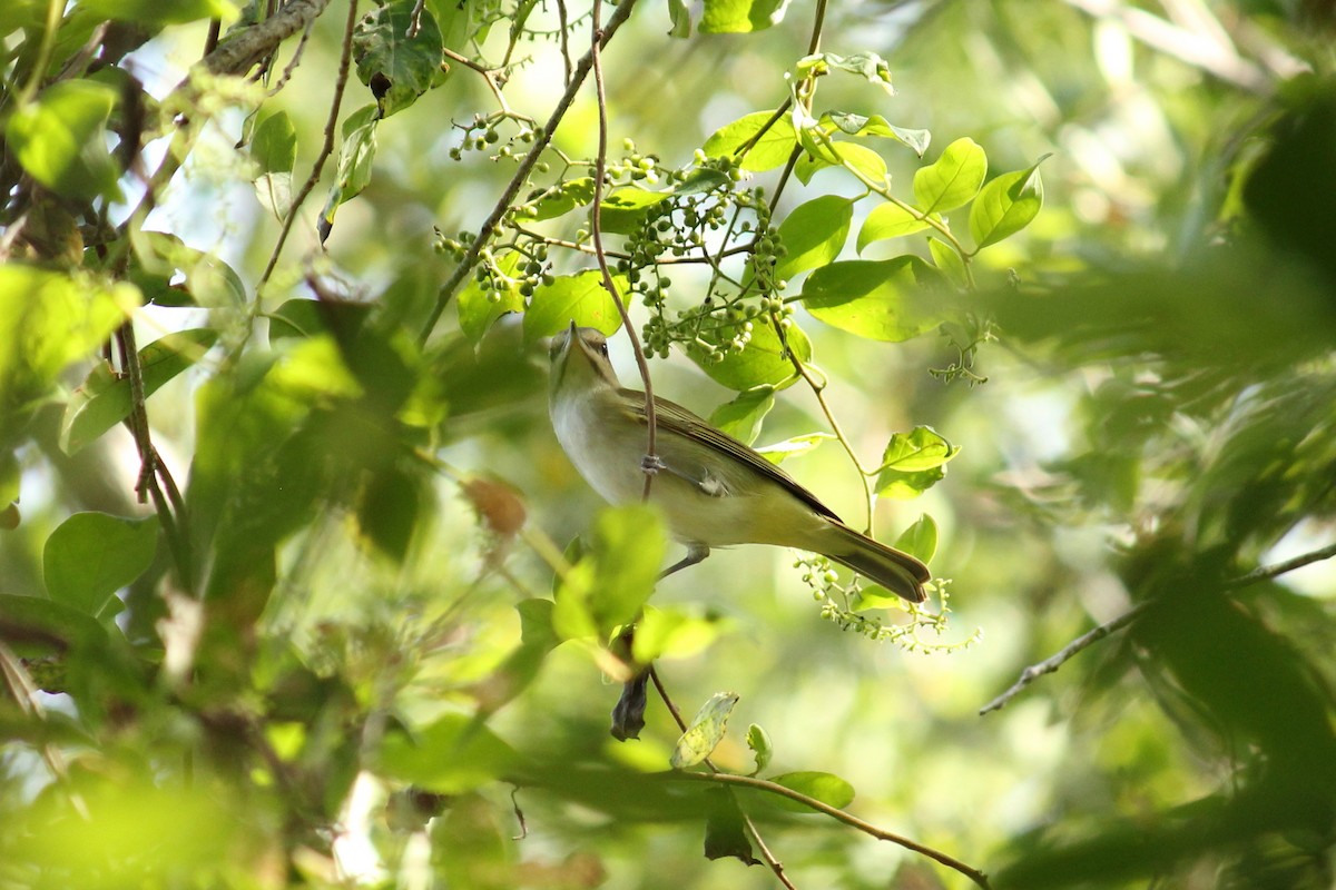 Black-whiskered Vireo - ML155843001