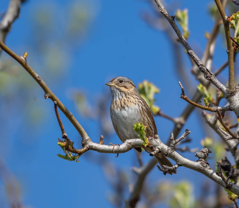 Lincoln's Sparrow - Jim Lukancic