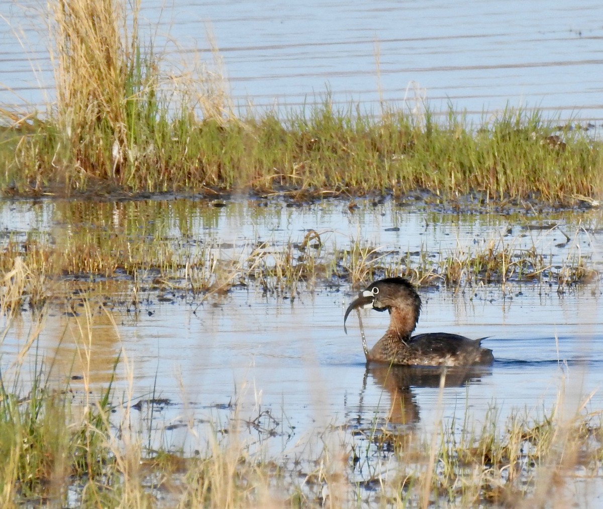 Pied-billed Grebe - ML155846221