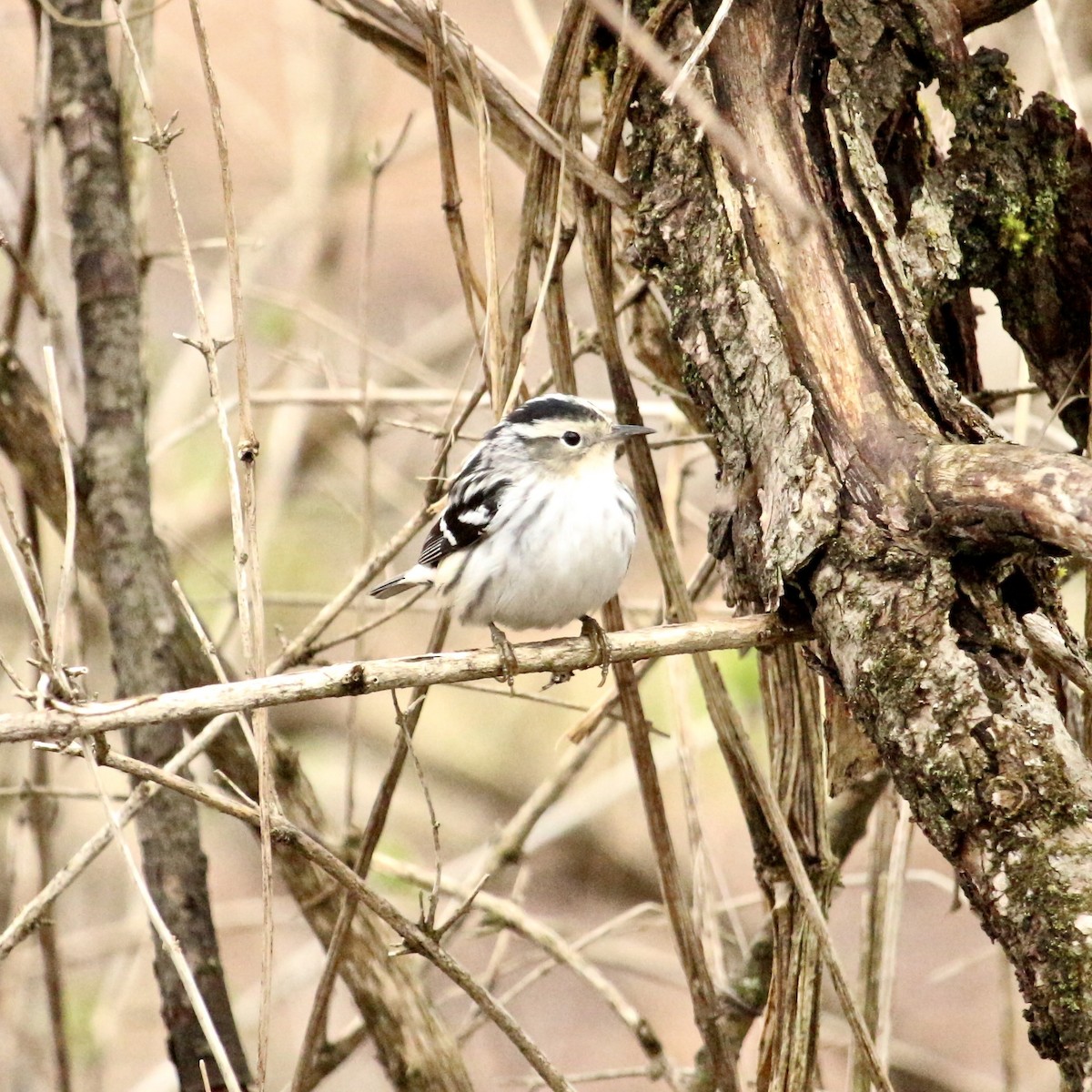 Black-and-white Warbler - ML155846451
