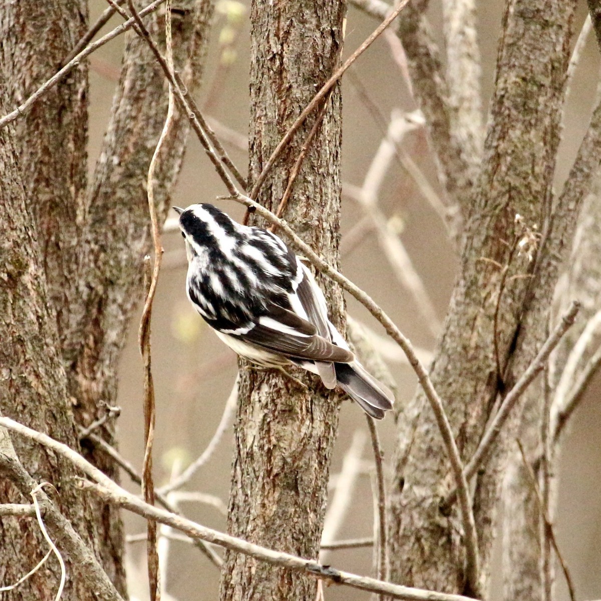 Black-and-white Warbler - ML155846461