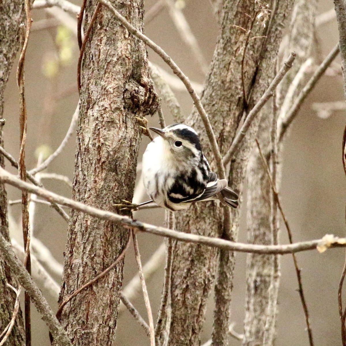 Black-and-white Warbler - ML155846481