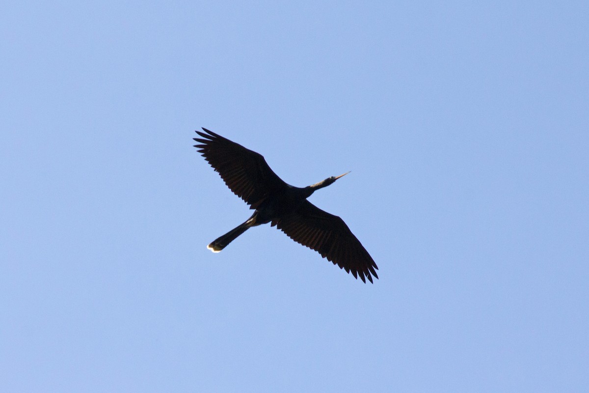 anhinga americká - ML155851191