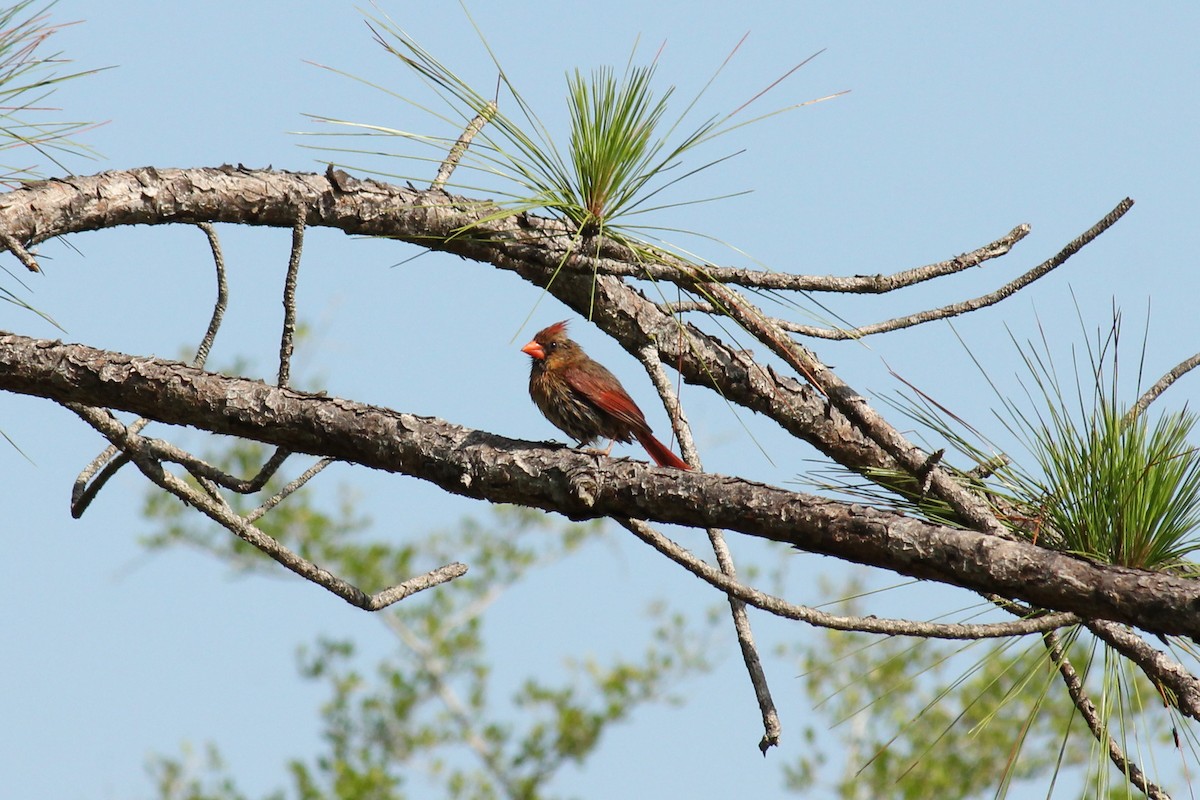 Cardinal rouge - ML155851491