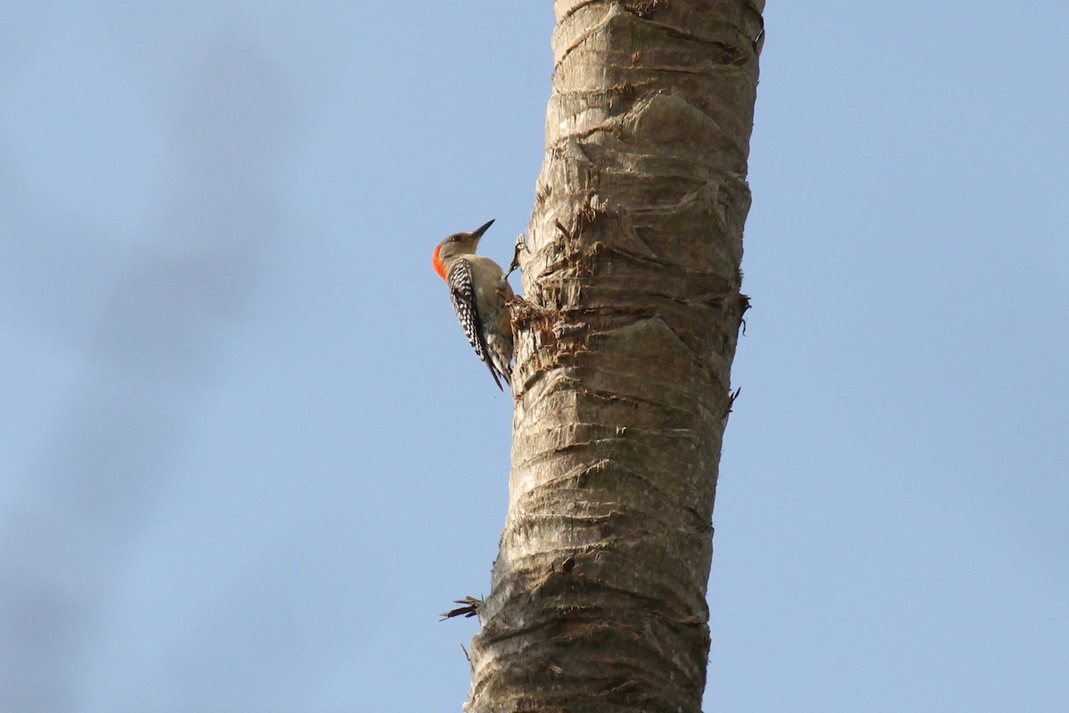 Red-bellied Woodpecker - ML155851791