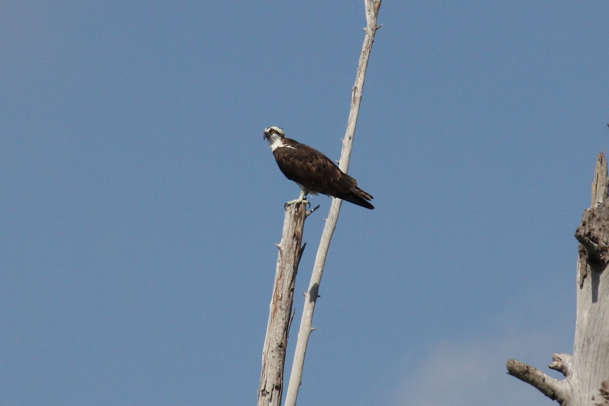 Balbuzard pêcheur - ML155852241