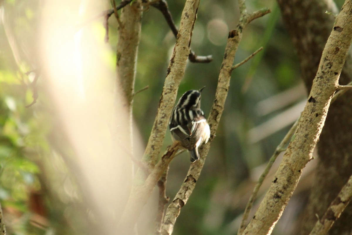 Black-and-white Warbler - ML155852661