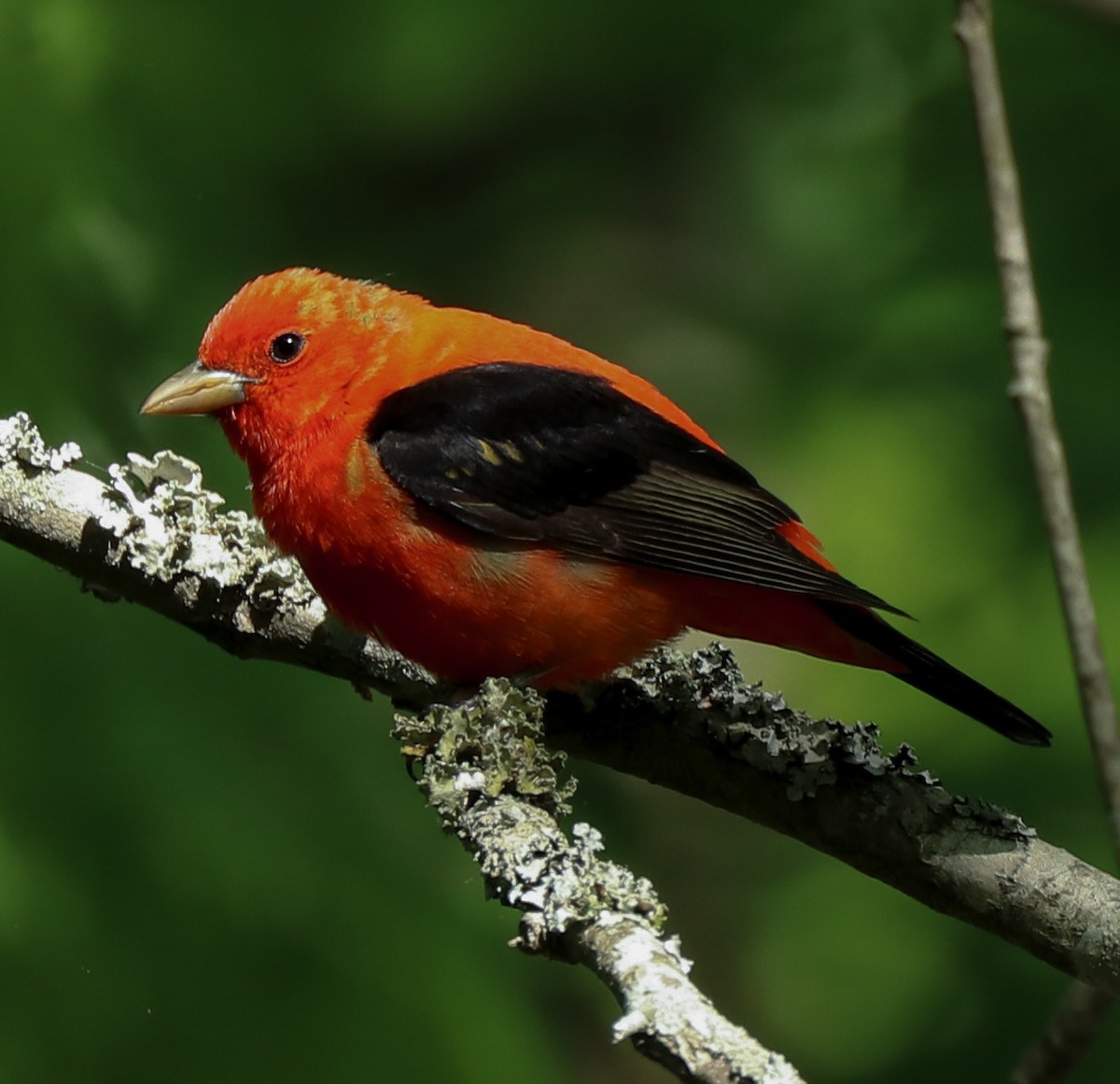 Scarlet Tanager - ML155853131