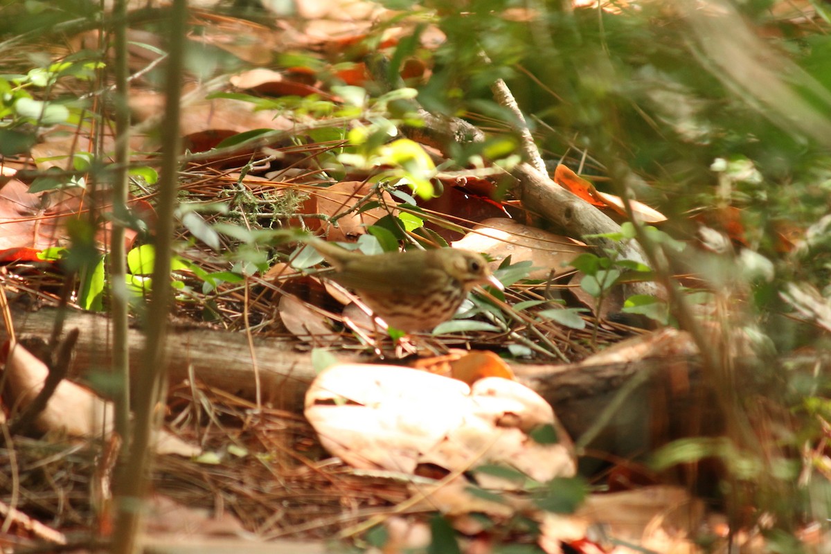 Ovenbird - ML155853501