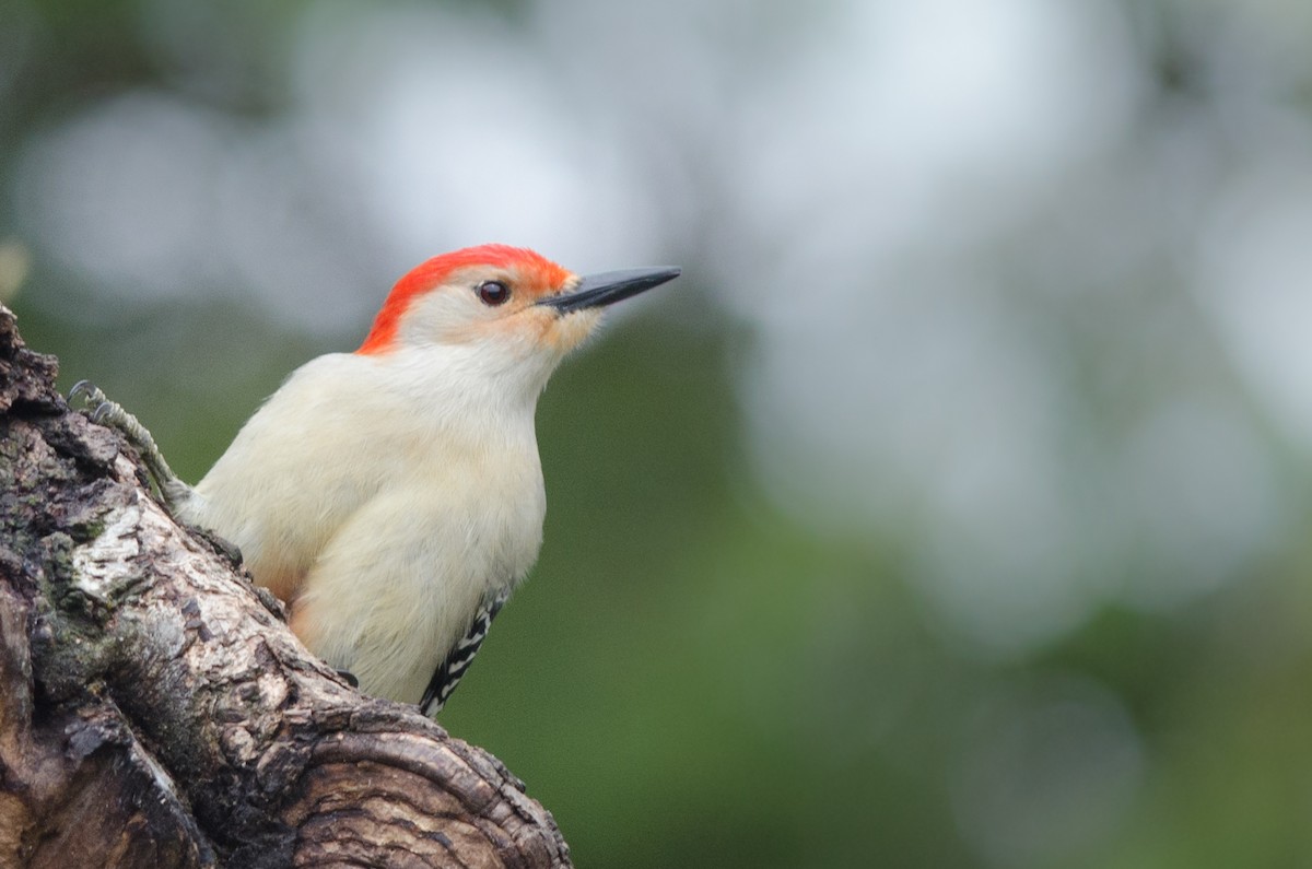 Red-bellied Woodpecker - Else Mikkelsen