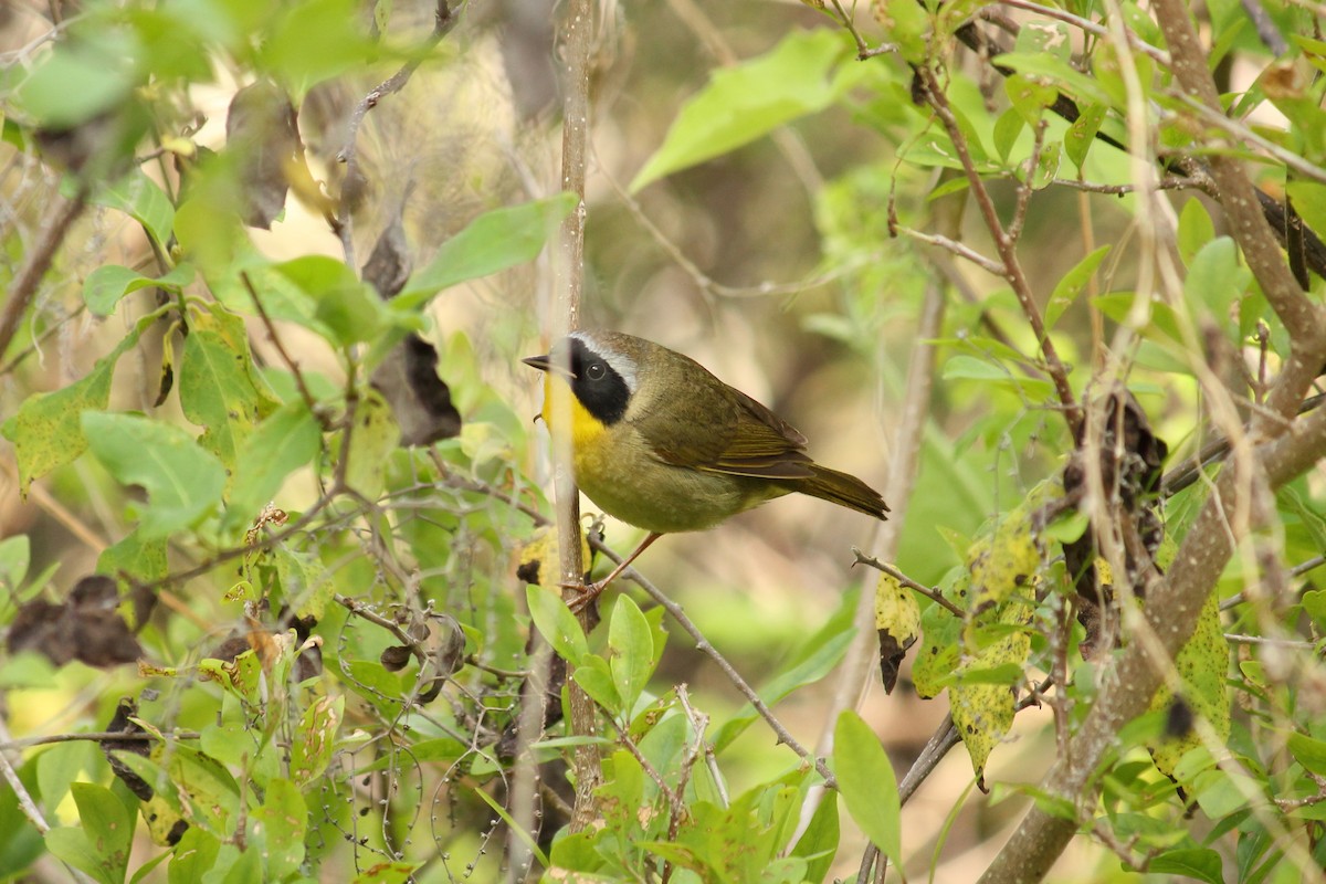 Paruline masquée - ML155853971