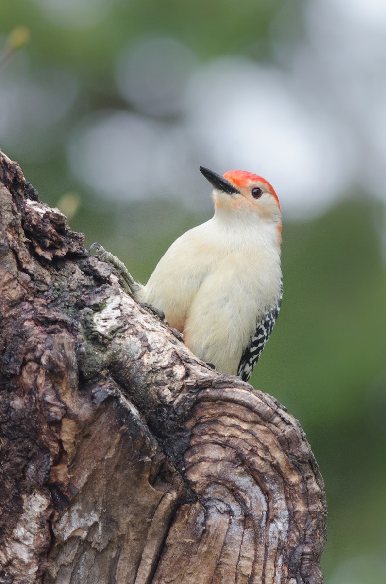 Red-bellied Woodpecker - Else Mikkelsen
