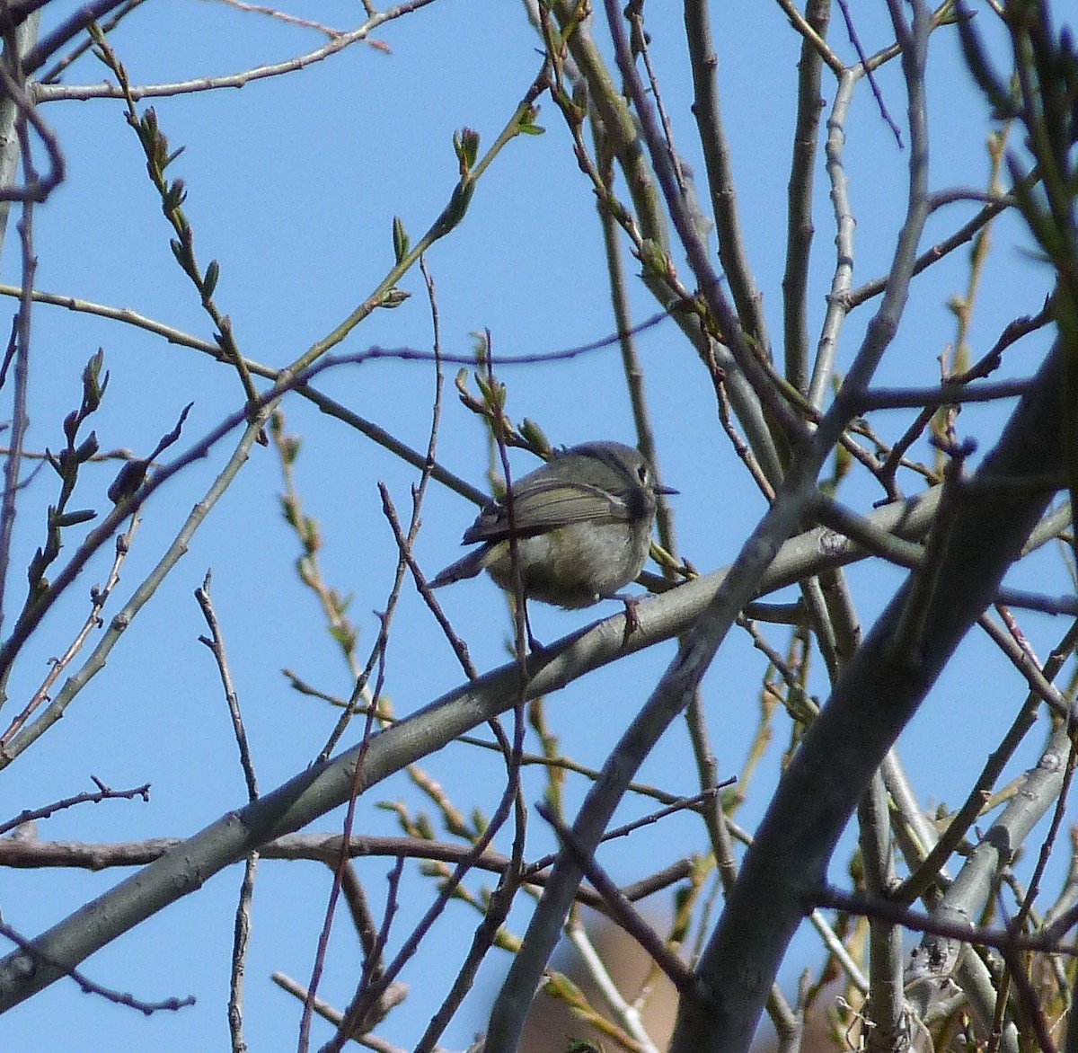 Roitelet à couronne rubis - ML155854021