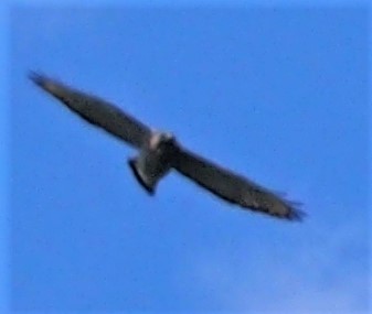 Broad-winged Hawk - Daniel Lebbin