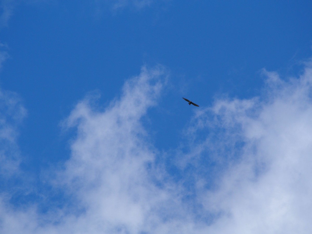 Broad-winged Hawk - Daniel Lebbin