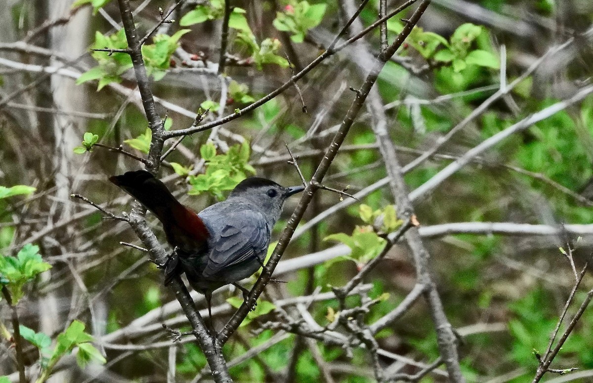 Gray Catbird - Kaye Fenlon